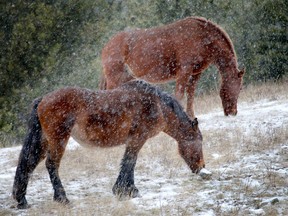 Wild horses