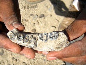A jawbone fossil, steps from where it was sighted by Chalachew Seyoum, an ASU graduate student from Ethiopia, is pictured in Afar Regional State, Ethiopia. (REUTERS/Arizona State University)