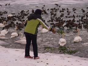 A volunteer feeds hungry waterfowl gathered in some rare open water. (Supplied photo)