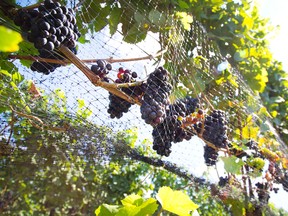 Grapes are almost ready to be harvested in Tawse Winery overlooking Lake Ontario in Beamsville, Ont., in this September 4, 2014 file photo. (Julie Jocsak/QMI Agency)