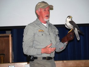 Brian Salt, founder and director of Salthaven Wildlife Rehabilitation and Education Centre, presents a lagger falcon named Chaukar to a gym full of students at John Wise Public School on Wednesday. The presentation was aimed at educating students about environmental issues. (Ben Forrest, Times-Journal)