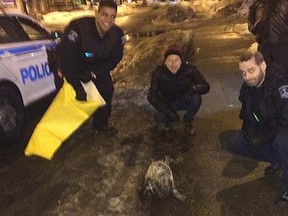 Halifax police help a seal found wandering a city street, Thursday, March 5, 2015. (Handout)