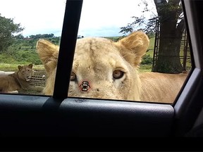A lion is pictured peeking into a vehicle, shortly before it opens the door. (YouTube screengrab)