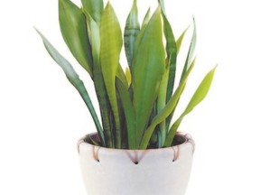 Sansevieria or mother-in-law plant