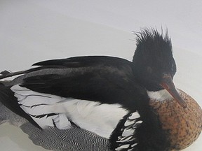 A Merganser rescued by the Sandy Pines Wildlife Centre.