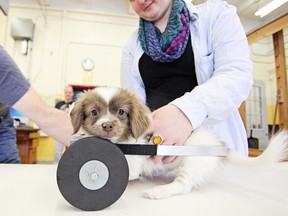 Owner Tenisha Clarke, a Grade 10 student at Napanee District Secondary School, holds her puppy, Chance, while he is fitted for the device that will help him get around. The puppy was born without legs. (Meghan Balogh/QMI Agency)