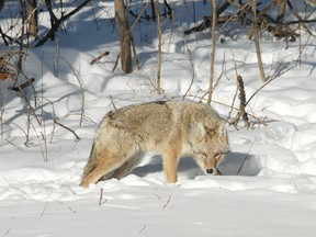 Dick McIvor/For The Sudbury Star
A coyote in the yard of a New Sudbury residence stares down the photographer, who was shooting pictures of the visitor through his window.