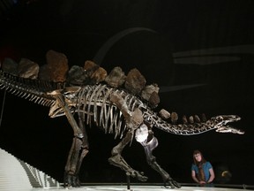 A member of staff from the Natural History Museum poses for a photograph next to the world's most complete Stegosaurus skeleton, in London December 3, 2014. The 150 million year old Stegosaurus stenops is the first complete dinosaur skeleton to go on display at the Natural History Museum in nearly 100 years.  REUTERS/Paul Hackett