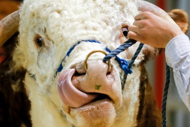 A bull does a little self-cleaning while being shown in the 115th Calgary Bull Sale at the Stampede Grounds in Calgary, Alta., on Wednesday, March 4, 2015. This year's sale featured only Hereford bulls and had just 91 entries. Lyle Aspinall/Calgary Sun/QMI Agency