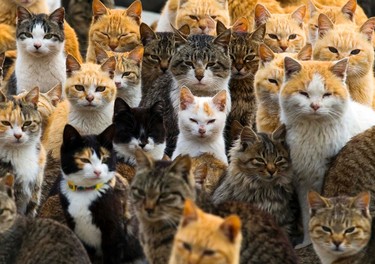 Cats crowd the harbour on Aoshima Island in the Ehime prefecture in southern Japan February 25, 2015.   REUTERS/Thomas Peter
