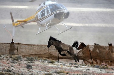 Several wild horses escape as a helicopter is used by the Bureau of Land Management (BLM) to gather wild horses into a trap along Highway 21 near the Sulphur Herd Management Area south of Garrison, Utah.   REUTERS/Jim Urquhart