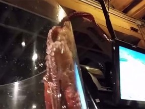 Octopus climbs its enclosure at the Seattle Aquarium. (YouTube)