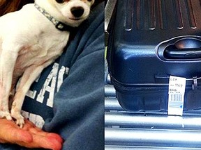 The Transportation Security Administration tweeted this photo of a stowaway Chihuahua in a the luggage. (TSA/Twitter)