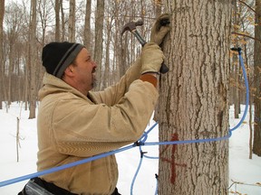 Jamie Robson of Rolling Ridge Maple Syrup in Ilderton hammers a spigot into a sugar maple in one of their woodlots around the Ilderton area, north west of London. Mike Hensen/The London Free Press/QMI Agency