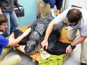 Workers at the South Carolina Aquarium in Charleston treat a 500-pound leatherback turtle in this undated handout photo. (South Carolina Sea Aquarium/Handout via Reuters)