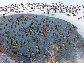 Several ducks gather around this small area of open water on the Thames River in Chatham, Ont. on Friday, February 21, 2015. (Ellwood Shreve, The Daily News)