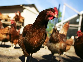 Joshua Roberts/Reuters
Chickens walk in their enclosure at a poultry farm.