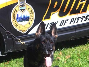 Pittsburgh K-9 Officer Rocco. (Pittsburgh Police Department photo)