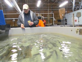 Jake Van Rooyen, manager of the Bluewater Anglers’ hatchery, feeds a tank full of fish. The not-for-profit organization is marking its 35th anniversary this year and getting ready for its annual hatchery open house March 21 and 22, 10 a.m. to 4 p.m.
PAUL MORDEN/ SARNIA OBSERVER/ QMI AGENCY