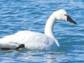 A few tundra swans have started their annual migration through the region to breeding grounds in the high Arctic, with more to follow as lake ice clears. The well-defined yellow lores between the eye and the beak are distinctive in this species. (PAUL NICHOLSON, Special to QMI Agency)