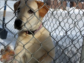 An animal rescue group called Pilots N Paws is preparing to save 14 dogs from certain death by flying them from a northern Quebec kennel to potential owners near Montreal.
Emy-Jane Dery/QMI Agency