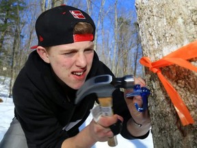 Luke Hendry/The Intelligencer
Trenton High School Grade 10 student Carter Grier hammers a spile into a maple tree at the H.R. Frink Outdoor Education Centre north of Belleville Wednesday. Students learned how to tap trees as part of a project studying the effects of climate change on maple sap production.