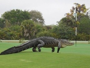 An American alligator estimated to be 12-13 feet long walks onto the edge of the putting green on the seventh hole of Myakka Pines Golf Club in Englewood, Fla., in this handout photo courtesy of Bill Susie. (REUTERS/Bill Susie/Handout via Reuters)