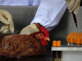 Officials from the Centre for Food Safety get a blood sample from a chicken imported from mainland China at a border checkpoint in Hong Kong April 11, 2013. New rapid tests for the H7N9 bird flu strain have come into effect on Thursday at the border on live poultry being brought into Hong Kong, according to a government radio report. REUTERS/Bobby Yip