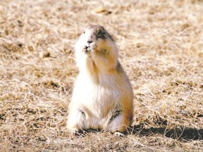 Black-tailed prairie dogs, like this one in Grasslands National Park in Saskatchewan, were considered endangered in Colorado by U.S. federal officials, who wanted 12 million acres set aside for their protection, but state officials did several counts to show less than a million acres were needed, Elizabeth Nickson says. (QMI Agency file photo)