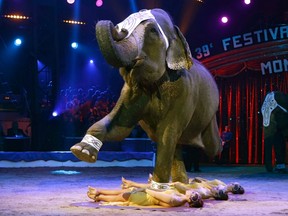 An Asian elephant of trainer Elvis Errani performs during the 39th Monte-Carlo International Circus Festival in Monaco January 15, 2015.  REUTERS/Lionel Cironneau/Pool