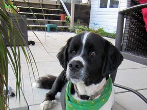 Valorie and Wade Pollard’s Burmese-Newfoundland cross, Sonny, is pictured in this Facebook photo.