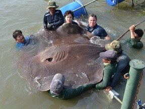 A photo of a massive stingray caught in Thailand. (Facebook)