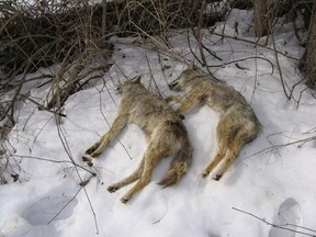 These coyote carcasses were placed on the snow metres above the Thames River bank between Delaware Hall and the North Campus Building, just upstream from the University Dr. bridge on the Western University campus in London. (GREG THORN, SPECIAL TO THE FREE PRESS)