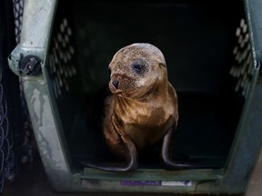 A sick and malnourished California sea lion pup sits in an enclosure at the Marine Mammal Center in Sausalito, Calif., on Feb. 24, 2015. (Justin Sullivan/Getty Images/AFP)