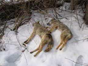 These coyote carcasses were placed on the snow metres above the Thames River bank between Delaware Hall and the North Campus Building, just upstream from the University Dr. bridge on the Western University campus in London. (GREG THORN/Special to the Free Press)