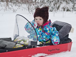 wo-year-old Avery-Lea Charron eats some snow while enjoying a ride in her buggy being pulled by skier Kim Gemmell at the Cross-Country Ski Club during the club's Chili and Night Ski event March 14.