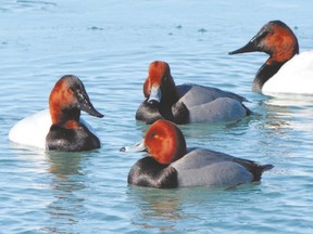 If you aren?t familiar with canvasbacks (left and right) and redheads (middle), these handsome ducks can be confusing. The males of both species have chestnut coloured heads, black chests and black undertails. The male redhead however has a steep forehead, a dark-tipped beak, a yellow eye and a grey back. (MICH MacDOUGALL CAPA/SPECIAL TO QMI AGENCY)