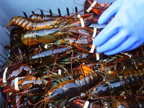 Freshly caught lobsters are loaded into bins on the lobster boat "Wild Irish Rose" while being delivered to a wholesaler at the port in Portland, Maine August 21, 2013. (REUTERS/Brian Snyder)