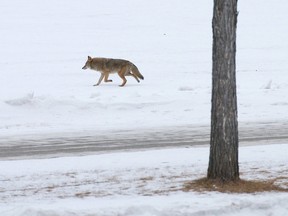 A wild coyote. 

Ian Kucerak/Edmonton Sun/QMI Agency