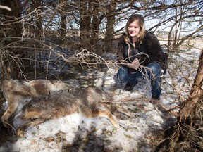 Cassie Schakel discovered a pair of headless coyotes in the Ausable Bayfield Conservation Area in Parkhill. (DEREK RUTTAN, The London Free Press)