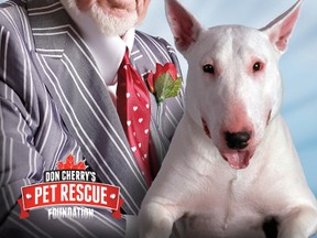 Don Cherry and dog Blue in a poster for Don Cherry's Pet Rescue Foundation. (Supplied photo)