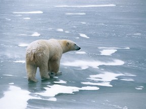 A polar bear walks on a frozen pond near Cape Churchill in this undated handout photo. Polar bears evolved as a separate species far earlier than previously thought, according to a new genetic study, which adds to worries about their ability to adapt in a rapidly warming world. Research published on Thursday found the Arctic's top predators split off from brown bears, their closest relatives, around 600,000 years ago - five times earlier than scientists had generally assumed. REUTERS/Hansruedi Weyrich/Handout