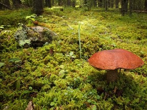 A large mushroom. 

Mike Drew/QMI Agency