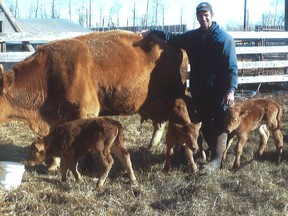 Corney Dyck has been a beef farmer for 24 years and for the past 15 years his herd of about 80 Simmental-Red Angus cows have been giving birth to twins and most recently to triplets. Here he stands next to his most recent set of triplets that were born a week-and-a-half ago. (Submitted Photo)