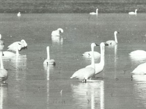 Tundra swans are pictured several years ago resting at the former Thedford Bog. Swans have begun arriving for this years Return of the Swans Festival, which goes until April 5. (Submitted photo)