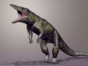 ">(Carnufex carolensis, a newly-discovered crocodilian ancestor that walked on its hind legs, is pictured in this handout life reconstruction obtained by Reuters March 19, 2015. Scientists on Thursday said they had unearthed fossils in North Carolina of a big land-dwelling croc that lived about 231 million years ago, walked on its hind legs and was a top land predator right before the first dinosaurs appeared. The creature is named Carnufex carolinensis, meaning "Carolina butcher," for its menacing features. REUTERS/Jorge Gonzales/North Carolina State University/Handout via Reuters