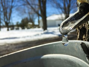 Sap drips from the spigot in a maple tree at Stanley's Olde Maple Lane Farm. March 19, 2015. Errol McGihon/QMI Agency