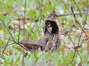 Ruffed grouse. David Hawke/Special to Postmedia Network