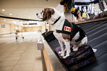 Max, a beagle in service to the Canada Border Services Agency, sits on a suitcase filled with meat at the Edmonton International Airport in Leduc, Alta., on Thursday, March 5, 2015. Codie McLachlan/Edmonton Sun/QMI Agency