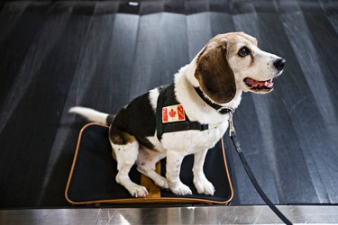 Max, a beagle in service to the Canada Border Services Agency, sits on a suitcase filled with meat at the Edmonton International Airport in Leduc, Alta., on Thursday, March 5, 2015. Codie McLachlan/Edmonton Sun/QMI Agency